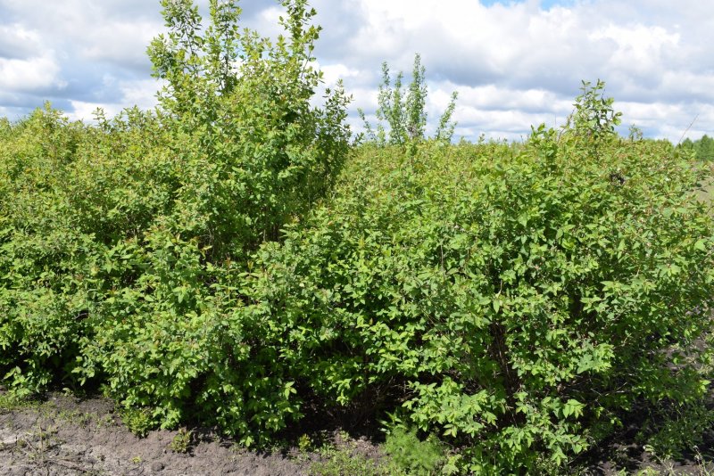 Жимолость Татарская кустарник