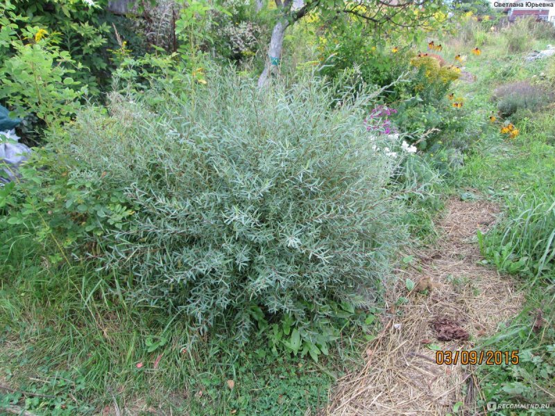 Ива пурпурная Salix purpurea