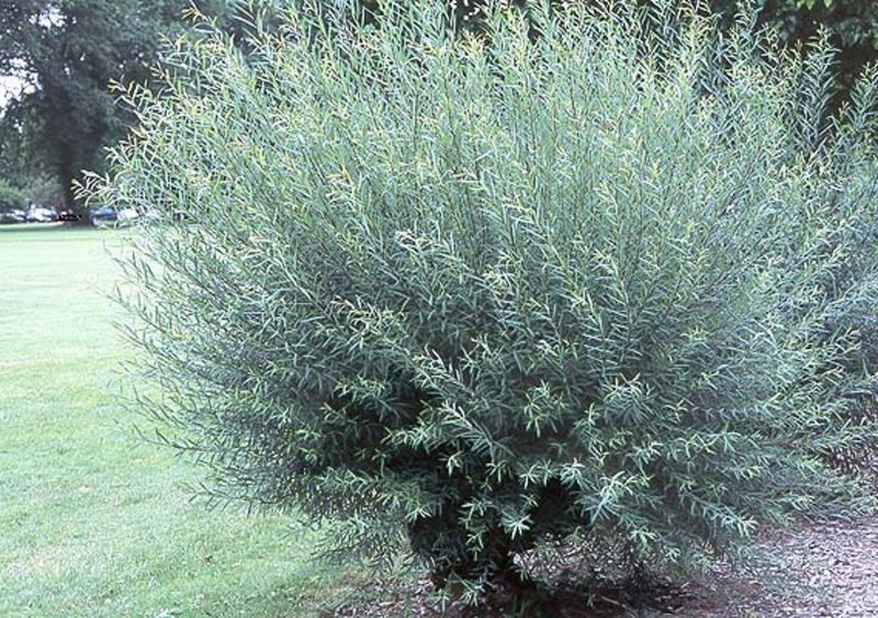 Ива пурпурная `Маяк` Salix purpurea `Majak`