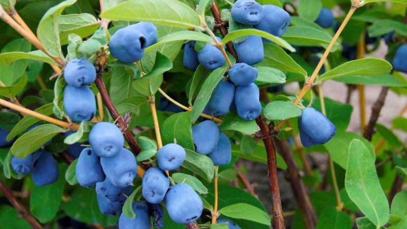 Lonicera caerulea (жимолость синяя, голубая)