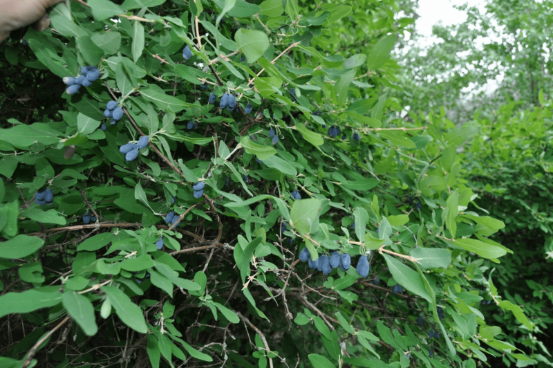 Жимолость съедобная (Lonicera caerulea)