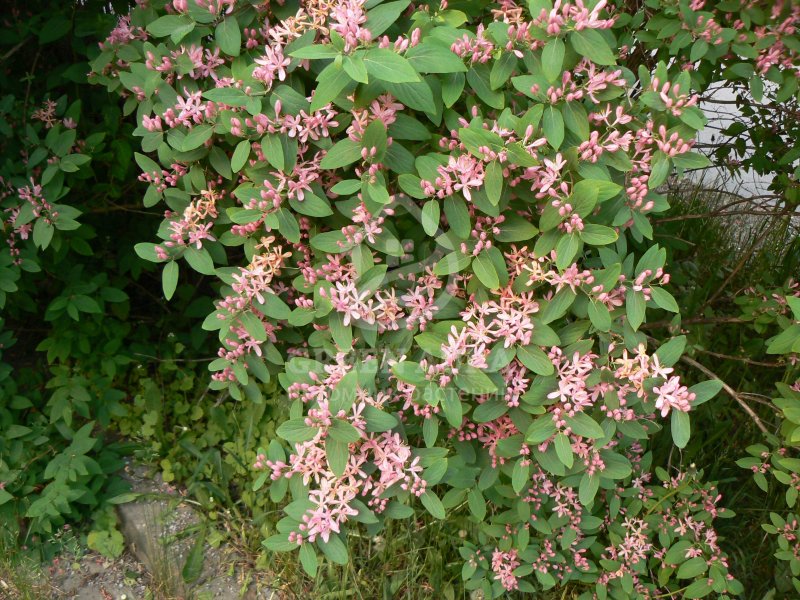 Жимолость Татарская ( Lonicera tataricum)