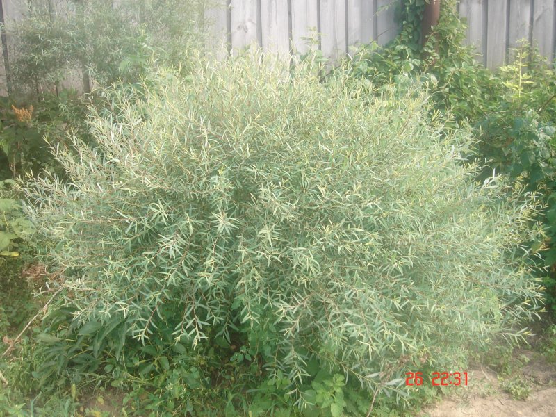 Ива пурпурная Salix purpurea usni