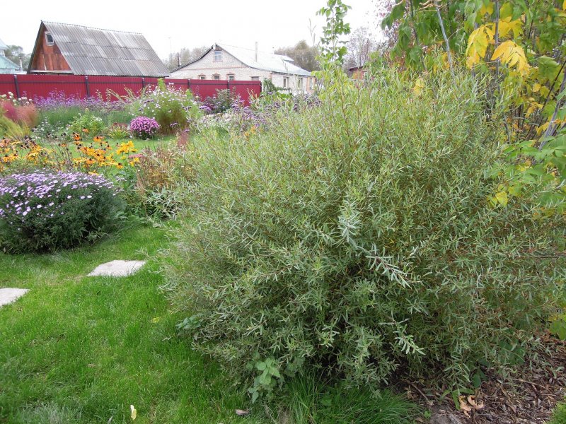 Ива пурпурная Salix purpurea