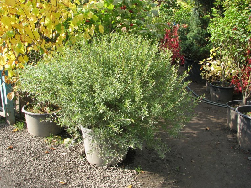 Ива пурпурная Salix purpurea