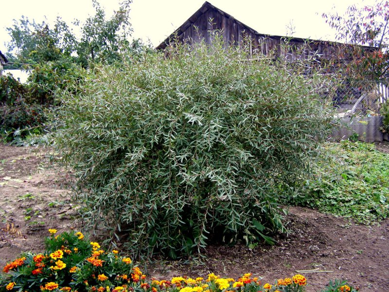Ива пурпурная Salix purpurea Nana