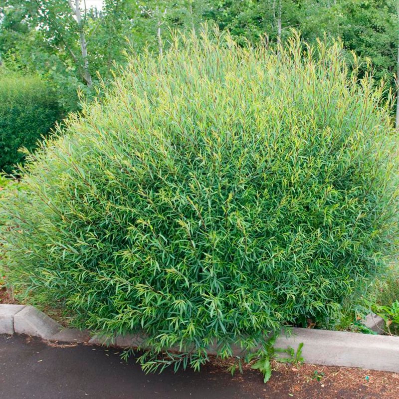Ива пурпурная Salix purpurea