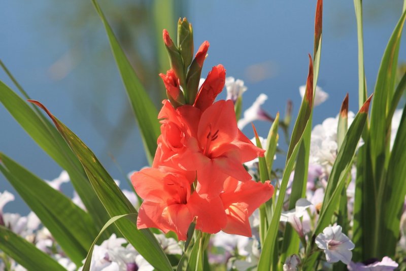 Gladiolus Roussel Роусель