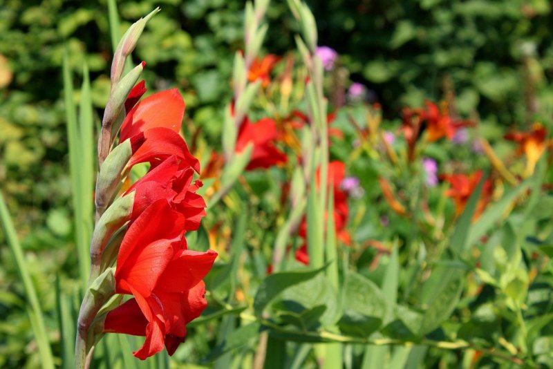 Dianthus arenarius