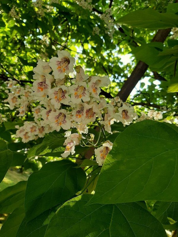 Катальпа бигнониевидная (Catalpa bignonioides)