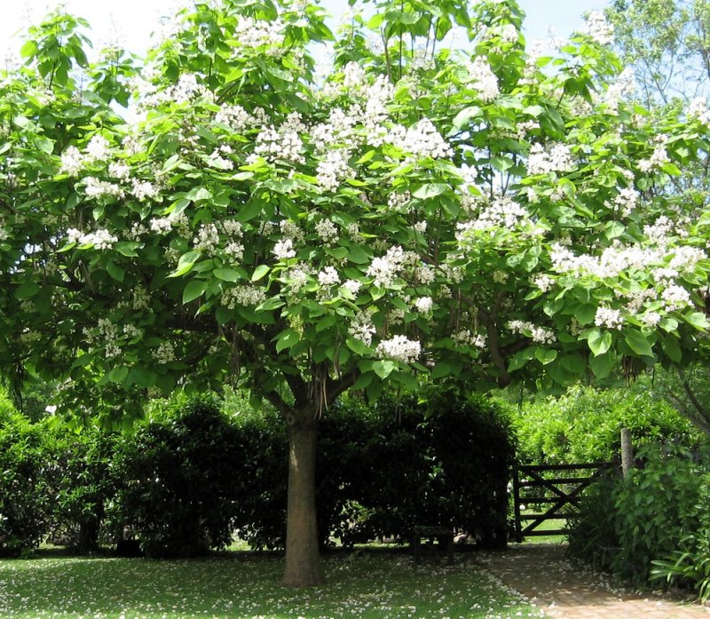 Катальпа speciosa