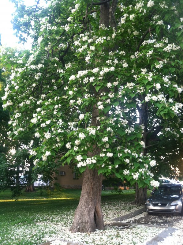 Катальпа speciosa