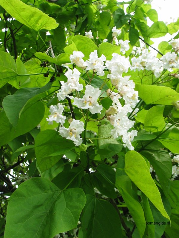 Катальпа speciosa