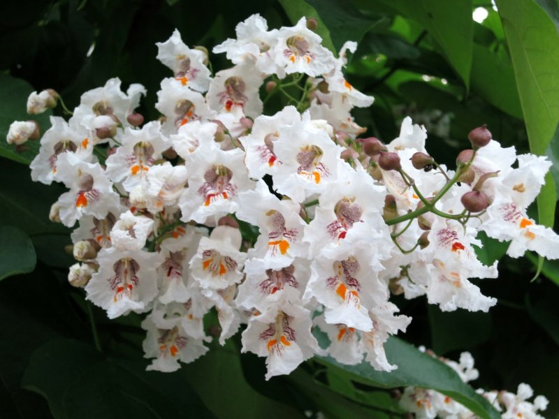 Катальпа прекрасная (speciosa)