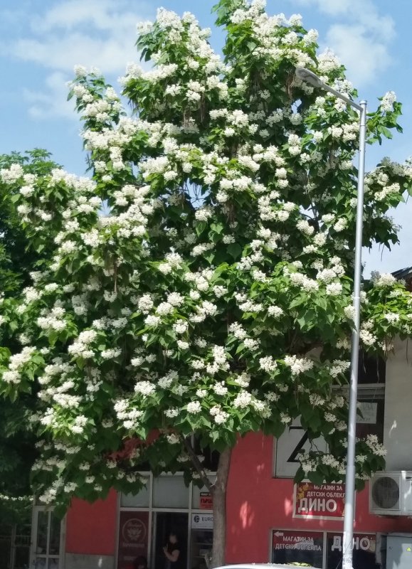 Дерево счастья катальпа