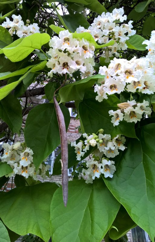 Катальпа speciosa