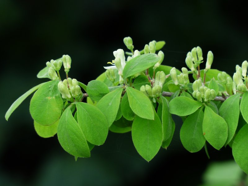 Жимолость обыкновенная (Lonicera xylosteum)