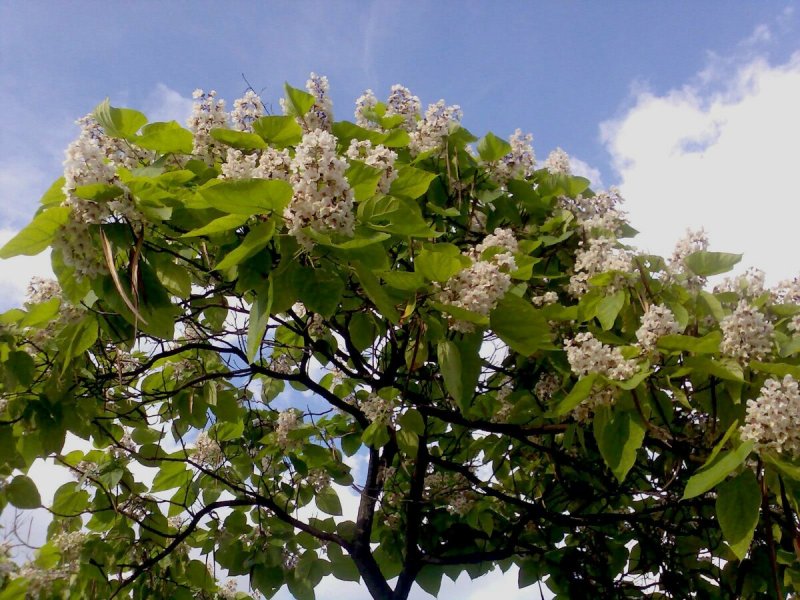 Катальпа speciosa