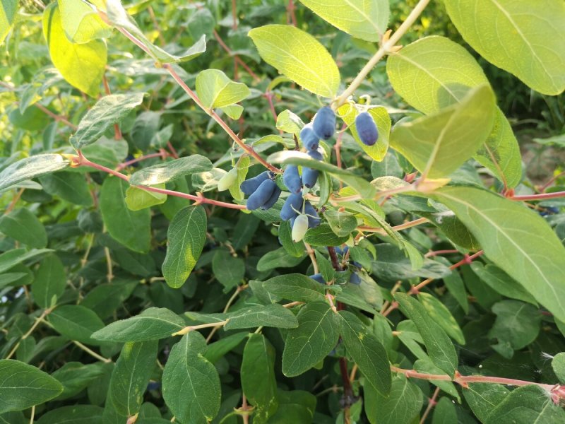 Жимолость съедобная (Lonicera edulis)