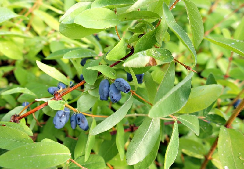 Lonicera kamtschatica