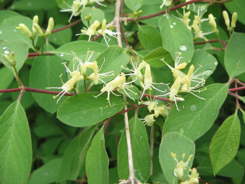 Жимолость обыкновенная (Lonicera xylosteum l.)