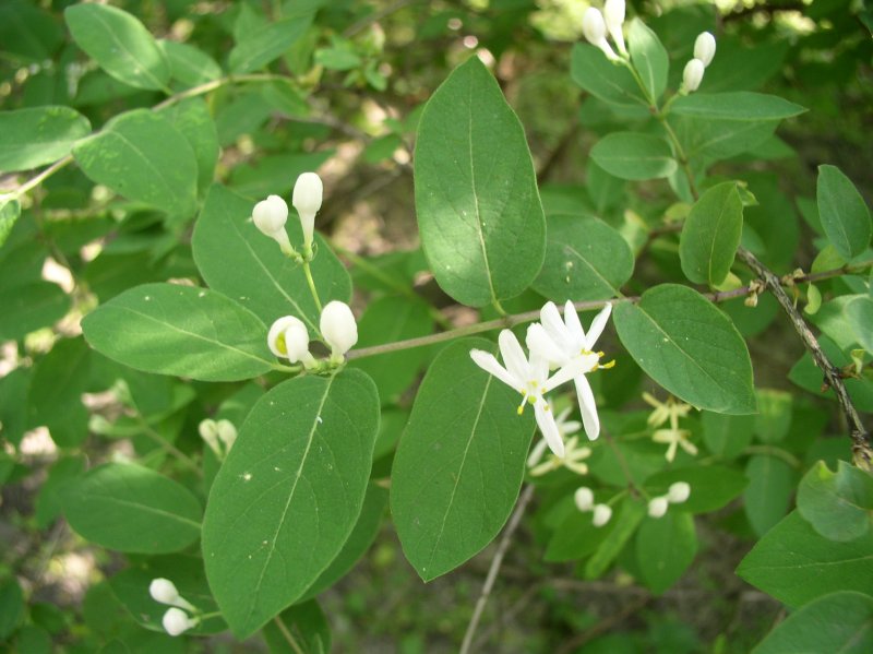 Жимолость обыкновенная (Lonicera xylosteum)
