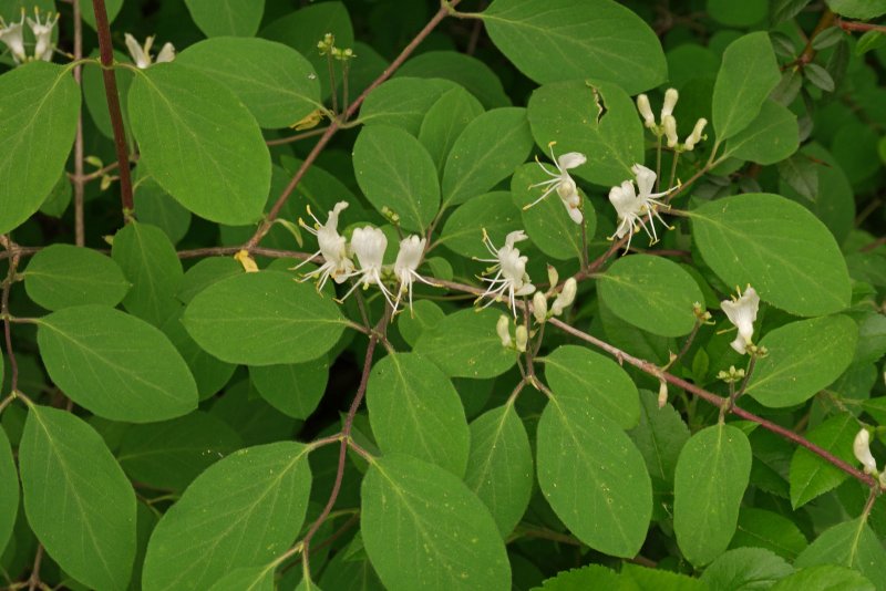 Жимолость (Lonicera xylosteum),