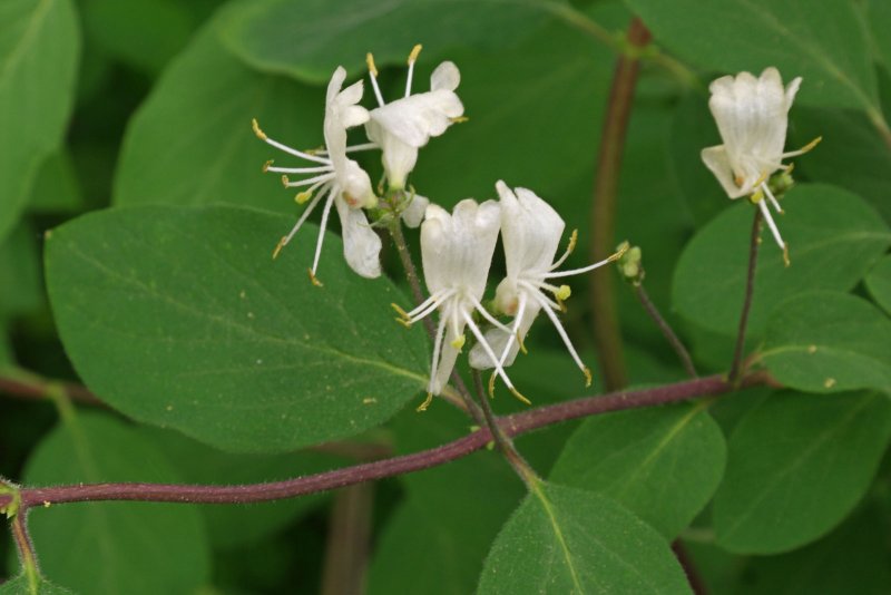 Жимолость обыкновенная (Lonicera xylosteum)