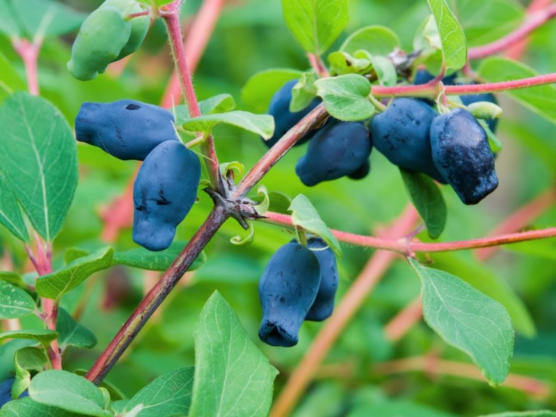 : Жимолость съедобная (Lonicera edulis) крона