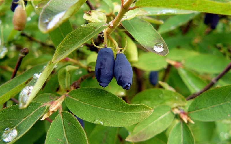 Жимолость съедобная (Lonicera caerulea)