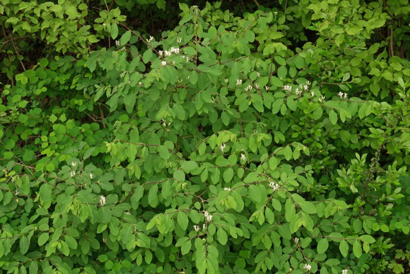 Жимолость обыкновенная (Lonicera xylosteum)