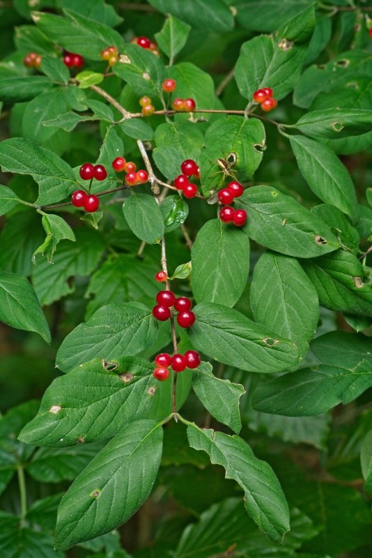 Жимолость Лесная-Lonicera xylosteum