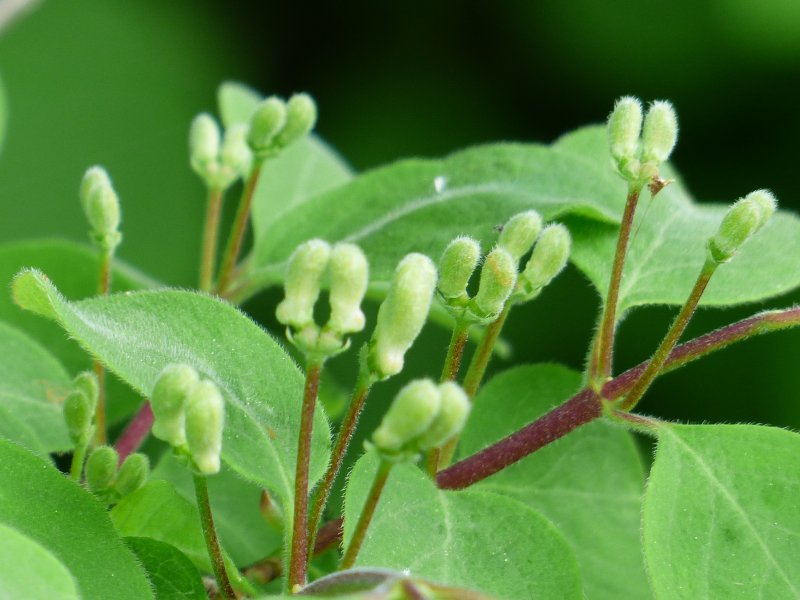 Жимолость Лесная-Lonicera xylosteum