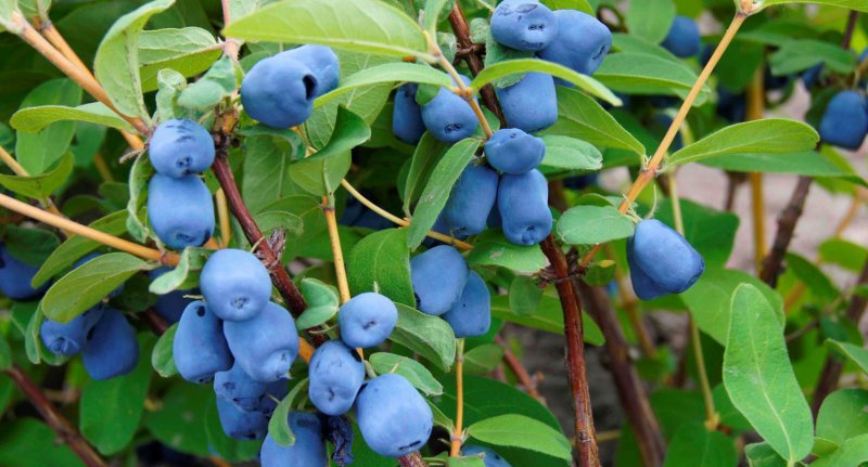 Жимолость съедобная (Lonicera edulis)