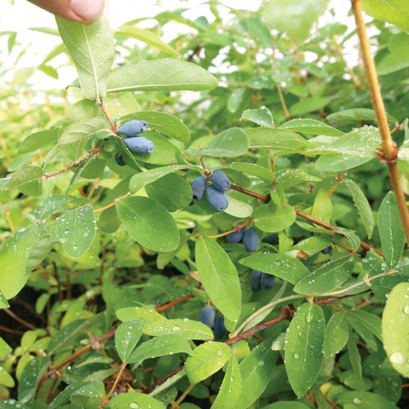 Жимолость съедобная (Lonicera edulis)