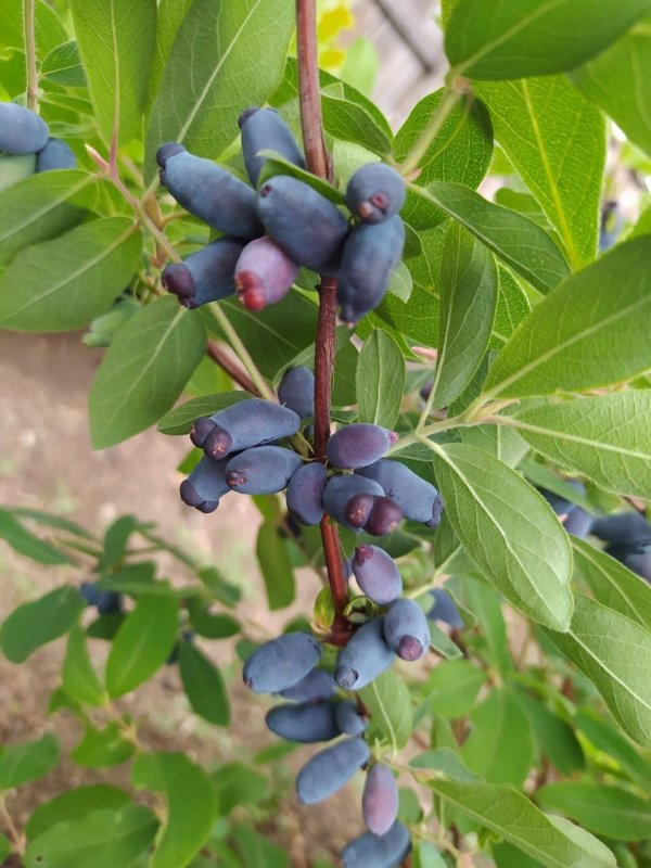 Жимолость съедобная кустарник