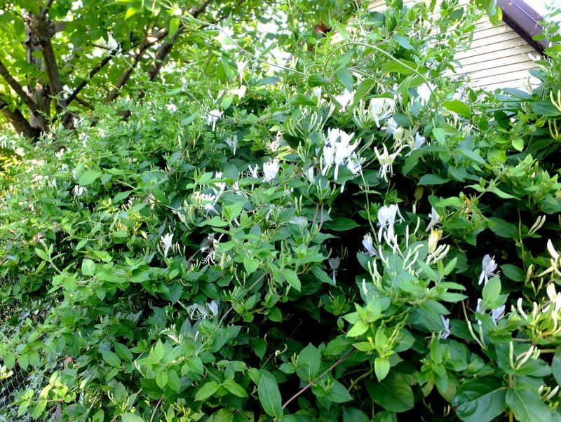 Жимолость Джеральда (Lonicera giraldii)