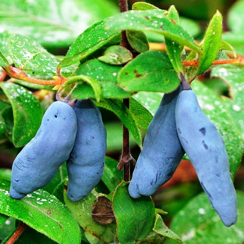 Lonicera caerulea (жимолость синяя, голубая)