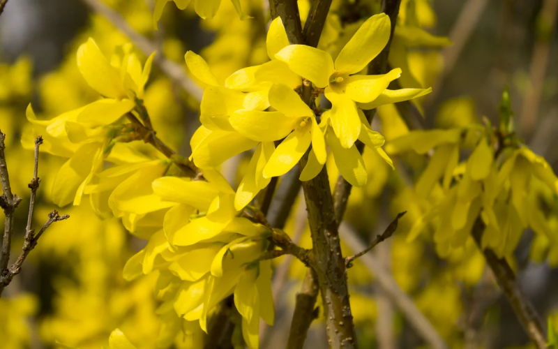 Форзиция европейская — Forsythia europaea