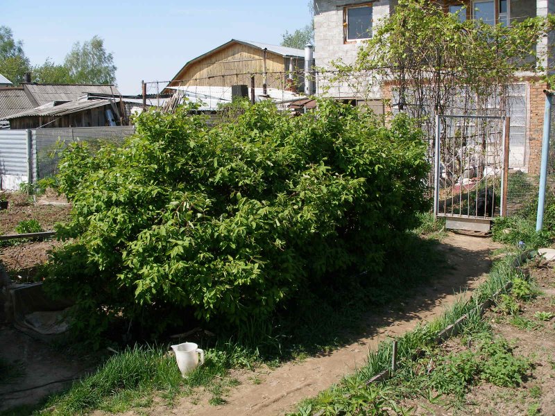Жимолость Московская 103 на участке