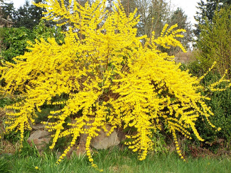 Форзиция пониклая "Forsythia suspensa"