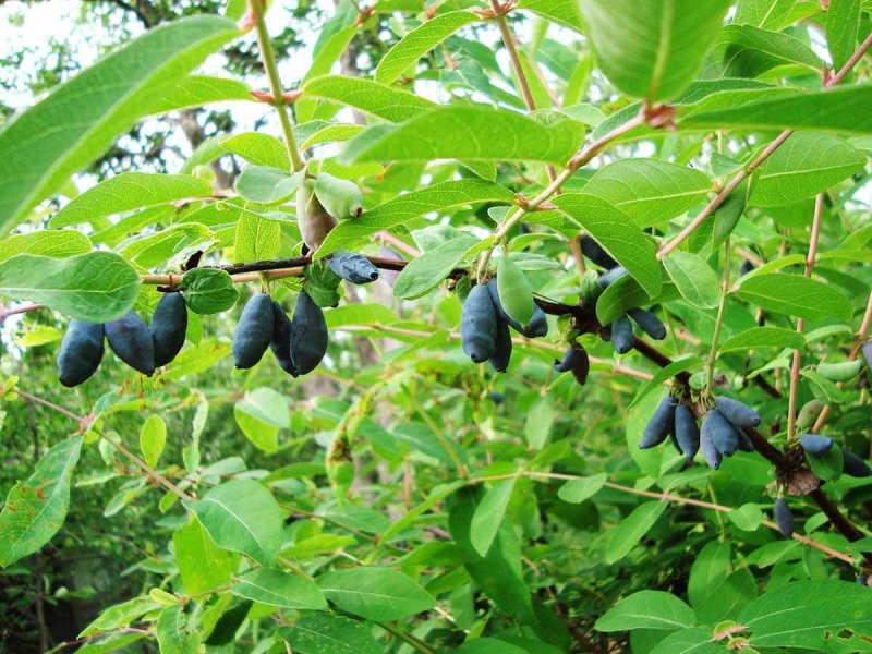 Жимолость Палласа Lonicera pallasii
