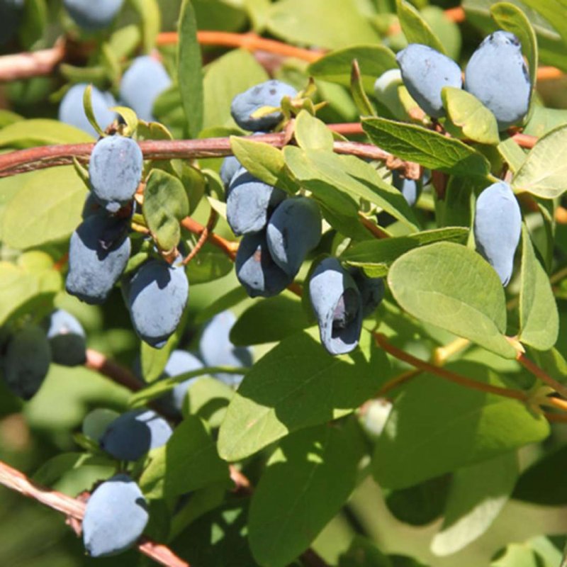 Жимолость съедобная (Lonicera edulis)