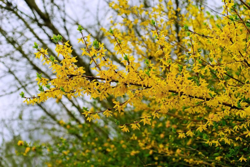 Forsythia дерево