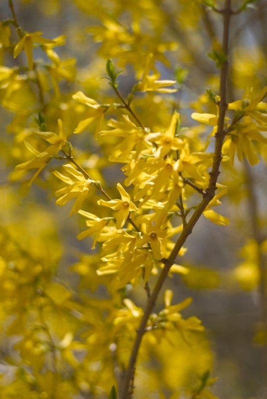 Форзиция (Forsythia)