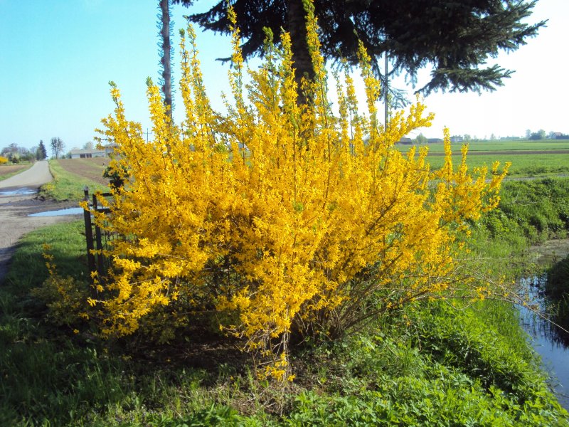 Форзиция ЖИРАЛЬДА (Forsythia giraldiana)
