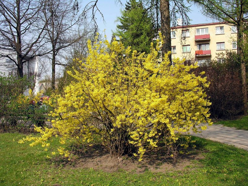Форзиция Беатрикс Фарранд