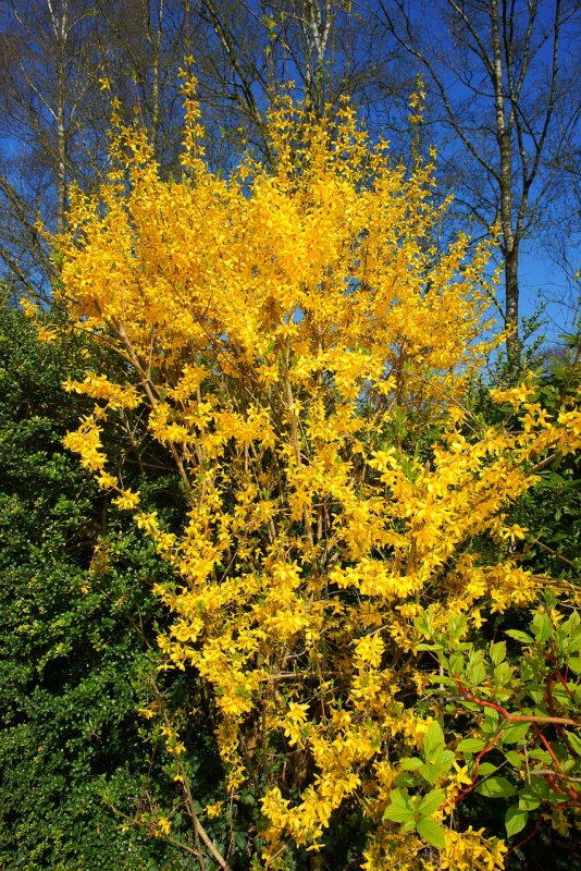 Форзиция (Forsythia)