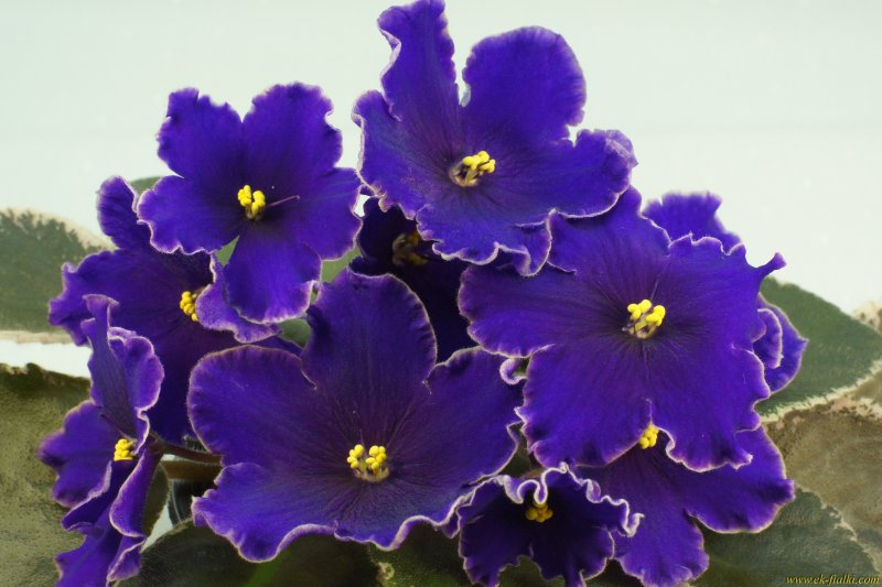 Вечерница Матроны ночная фиалка гесперис Hesperis matronalis