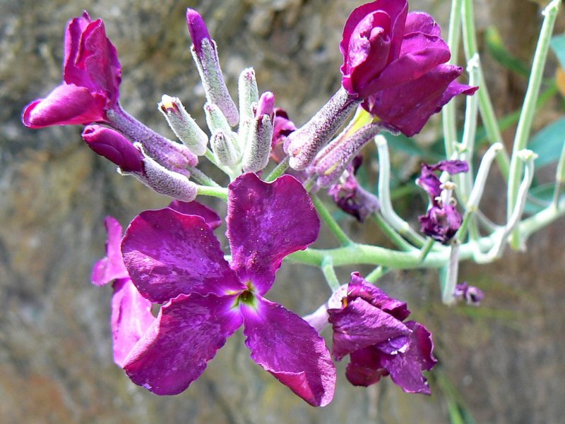 Mirabilis Jalapa l.